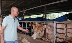 Nuôi con vật ví như 'cỗ máy sản xuất thịt nạc', anh nông dân Bình Định tự trả lương 30-40 triệu/tháng