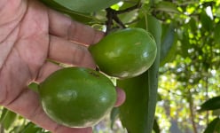 Đây là loại quả rừng 'ngon', trái nhìn lạ lắm, ở An Giang đem nấu canh cá linh non, 10 người khen cả 10