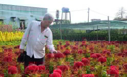 Có 10.000m2 đất, ông nông dân Long An trồng cây gì mà ruộng đẹp như phim, tự trả lương 400-500 triệu/năm?