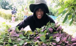 Những cây trồng 'mới toanh' này đang mang nhiều tiền hơn cho nông dân một thôn ở Quảng Trị