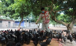 Lạ lùng trang trại nuôi gà cho nghe nhạc, ăn sâu canxi, đông trùng hạ thảo thu nhập tiền tỷ