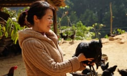 Nuôi giống gà xương đen, thịt đen, nấu món gì cũng thơm khắp bản, nông dân Yên Bái bán 160.000 đồng/kg