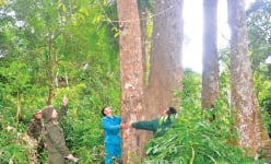 Khu rừng này ở Tuyên Quang la liệt cây cổ thụ hình thù kỳ dị, dân canh giữ như báu vật của làng