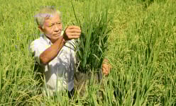 Chuyện lạ Bến Tre, một ông nông dân ra ruộng nhổ lúa lên làm chậu cây kiểng chưng tết, bán đắt hàng