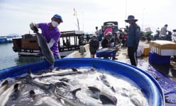 La liệt hải sản ăn tết tươi rói ở cảng cá Khánh Hòa, giá tăng mạnh, một loài cá ngon to bự bán 200.000 đồng/kg