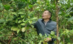 Trồng cây đặc sản ra hoa bán đắt như vàng, ở một huyện của Quảng Ninh, nhà nào trồng đều khá giả