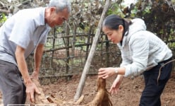 Mang loài 'sâm trắng' bổ dưỡng về trồng, ông nông dân tỉnh Thái Bình góp phần làm giàu cho cả làng