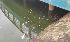 Hồ điều hòa trong công viên Thiên Văn Học vẫn bốc mùi hôi thối nồng nặc