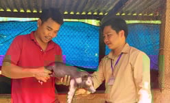 Đây là con đặc sản mà anh nông dân Bình Định nuôi thành công, hễ nói bán là khối người đòi mua