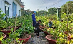 Vườn mai vàng tiền tỷ đẹp như phim ở An Giang, có loại mai vàng ra bông tới 150 cánh 