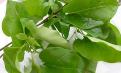 Món ngon lạ mắt, lạ miệng làm từ rau rừng, rau dại mọc ngoài rẫy ruộng ở đất Bình Dương