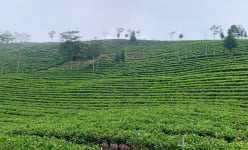 Nông dân Mường Khương (Lào Cai) thu hái chè xuân