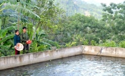 Vô một vùng rừng ở Tuyên Quang, bất ngờ thấy nuôi dày đặc cá tiến vua, đàn lợn đặc sản hóng đòi ăn