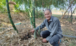 Ở Tây Ninh có 2 ông nông dân đều chuyển sang trồng 'cây nồi đồng cối đá' kiểu gì mà thu tiền nhiều hơn?
