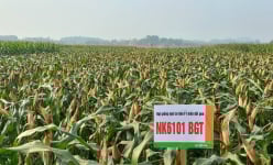 Syngenta giới thiệu giống ngô chuyển gen NK6101BGT mới tại thị trường Việt Nam