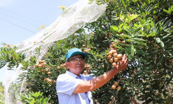 Nông dân một nơi ở Bà Rịa-Vũng Tàu trồng nhãn, nuôi ong dú mà nhiều người đang đến xem