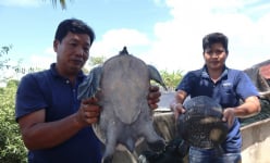 Một ông nông dân Cà Mau nuôi con đặc sản gì mà nhìn y con ba ba, con nào cũng bự chảng, bán 1 triệu/kg?