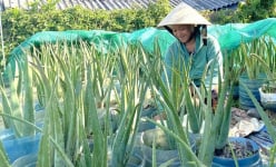 Trồng nha đam như trồng thứ cây cảnh đang hot, chị nông dân ở Huế tự trả lương 10 triệu/tháng