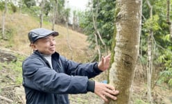 Một nông dân Lào Cai trồng thứ 'cây tiền tỷ' gì mà ví như 'chôn kho báu' trong rừng, thương lái cứ gạ mua?