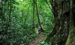 Huyền thoại về loài rắn hổ mây khổng lồ hàng chục kg ở hòn đảo lớn nhất Việt Nam