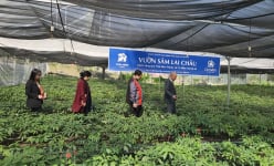 Ở một nơi trên cao nguyên Sìn Hồ của Lai Châu có vườn 'cây tiền tỷ', là thứ cây gì khiến người ta tò mò?