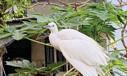 Có một nông dân An Giang đi ở đậu vườn nhà người ta, bất ngờ chim hoang dã bay về đếm không xuể