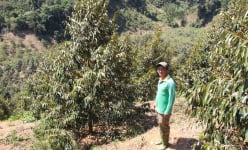  Ở một xã của Ninh Thuận, tưới nước tự động là tưới kiểu gì mà 'cây tiền tỷ', vườn trái đặc sản vẫn khỏe?