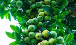  Nổi tiếng ở Phú Thọ: Loại quả xưa chín rụng không ai ngó ngàng, giờ thành món đặc sản mùa hè được ưa chuộng
