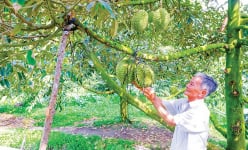 Vườn 'cây tiền tỷ' ở Cần Thơ bước vào cắt trái chính vụ, một huyện có 3.284ha cây này đang tính bán ra sao?