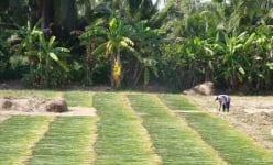 Chuyện nghe như lạ ở Vĩnh Long, hạn mặn như thế, dân một huyện vẫn có tiền từ bán 'cỏ dại'?