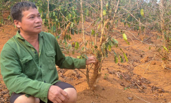 Nơi này ở Sơn La vườn cà phê hễ ra hoa là khô héo giòn, lâu lắm chưa thấy trận mưa nào 'cho ra hồn'