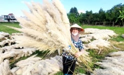 Bẻ hoa loài cỏ dại mọc hoang vách đá, to như đuôi chồn, dân nơi này ở Ninh Bình bán đắt tiền