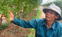 Trồng nho ở Sơn La kiểu gì mà vô vườn nhìn đâu cũng thấy trái, hái 150ha, nông dân 'bỏ túi' bộn tiền