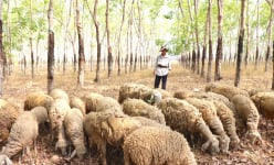 Vô một rừng cao su đẹp như phim ở Tây Ninh, bất ngờ gặp đàn vật nuôi chịu được nắng nóng tới 50 độ C