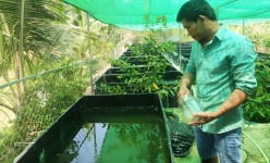 Đặt bể trên cạn nuôi thứ cá cảnh bé tí mà anh nông dân Long An vùng Đồng Tháp Mười bán đắt hàng