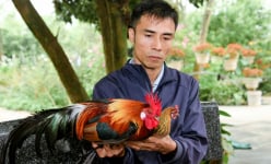 Đây là con vật nuôi mới, cây trồng mới giúp làm giàu ở Vĩnh Phúc, có 'cây tiền tỷ', nuôi gà rừng lạ mắt