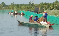 Nuôi cá ruộng ở Hậu Giang kiểu gì lạ lắm, chả phải cho ăn mấy, cá vẫn lớn, bắt được la liệt cá đồng