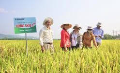 Bộ đôi giống lúa của Vinaseed có đặc tính gì mà nông dân Quảng Nam thích thú?