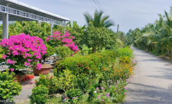 Đẹp mê tơi tuyến đường hoa nông thôn mới tỉnh Hậu Giang, dân tình tha hồ chụp hình, quay phim