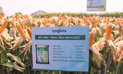 Syngenta ra mắt sản phẩm giống ngô giải quyết mối lo sâu đục thân, năng suất lên đến 9 tấn/ha