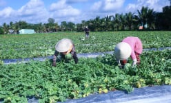 Nghị định thư về xuất khẩu dưa hấu sang Trung Quốc sắp có hiệu lực, doanh nghiệp, người dân cần chuẩn bị điều kiện gì?