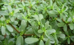 Rau dại mùa hè, thứ 'rau nông dân' mọc hoang, hái dễ như ăn kẹo, món nhà nghèo mà có công dụng 'thần kỳ'