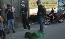 Bắt chó thả rông ở TP.HCM: Người phản ứng mạnh, người xin lại với lí do chó không cắn ai