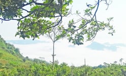 Một quả đồi nằm ở vị trí giáp ranh 2 huyện của Thanh Hóa có gì mới lạ khiến người ta tò mò lên xem?
