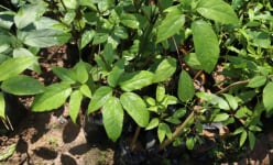 Không phải nem chua, loại canh đặc sản chỉ có ở Thanh Hóa này khiến bất cứ ai thưởng thức cũng đều trầm trồ