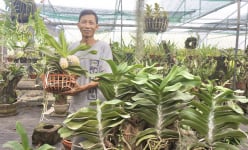 Trồng lan rừng thành công, treo la liệt, lan nghinh xuân tuôn hoa cản chả kịp, một nông dân Đà Nẵng giàu lên