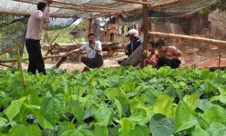 'Liều' trồng rau rừng trong vườn, ai ngờ anh nông dân Đắk Lắk hái đến đâu thương lái 'khuân' hết