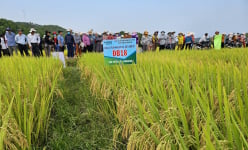 Bộ giống lúa của Vinaseed có gì nổi bật mà người dân Quảng Ngãi hết lời khen ngợi?