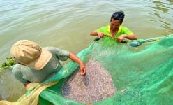 Cũng là cá cơm, nhưng cá cơm dân vây bắt trên một con sông nổi tiếng An Giang lạ lắm, hễ nhìn là ham