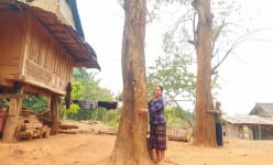 Vùng đất này ở Quảng Trị, hễ bước chân vô vườn là đụng ngay cây cổ thụ, trước làm củi, nay hóa gỗ quý